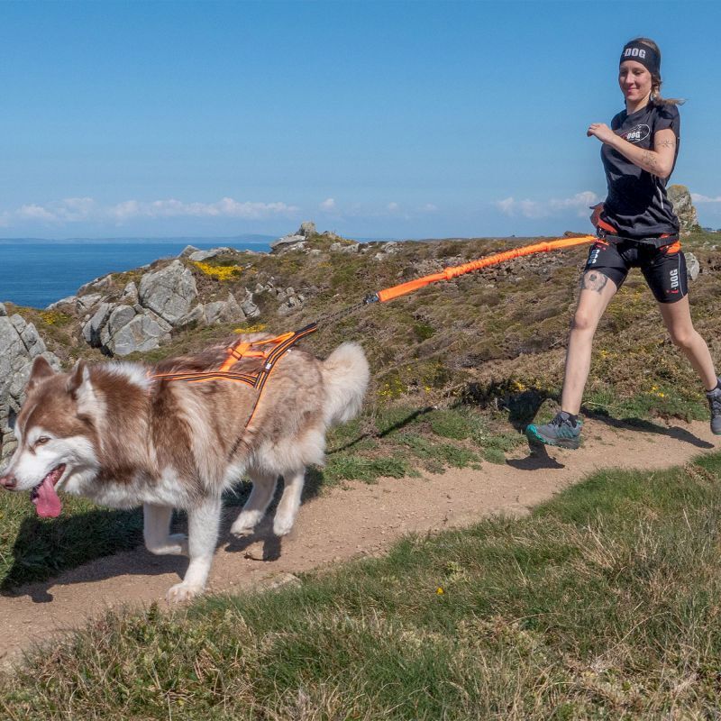 X-Back One 2.0 - Harnais pour chien