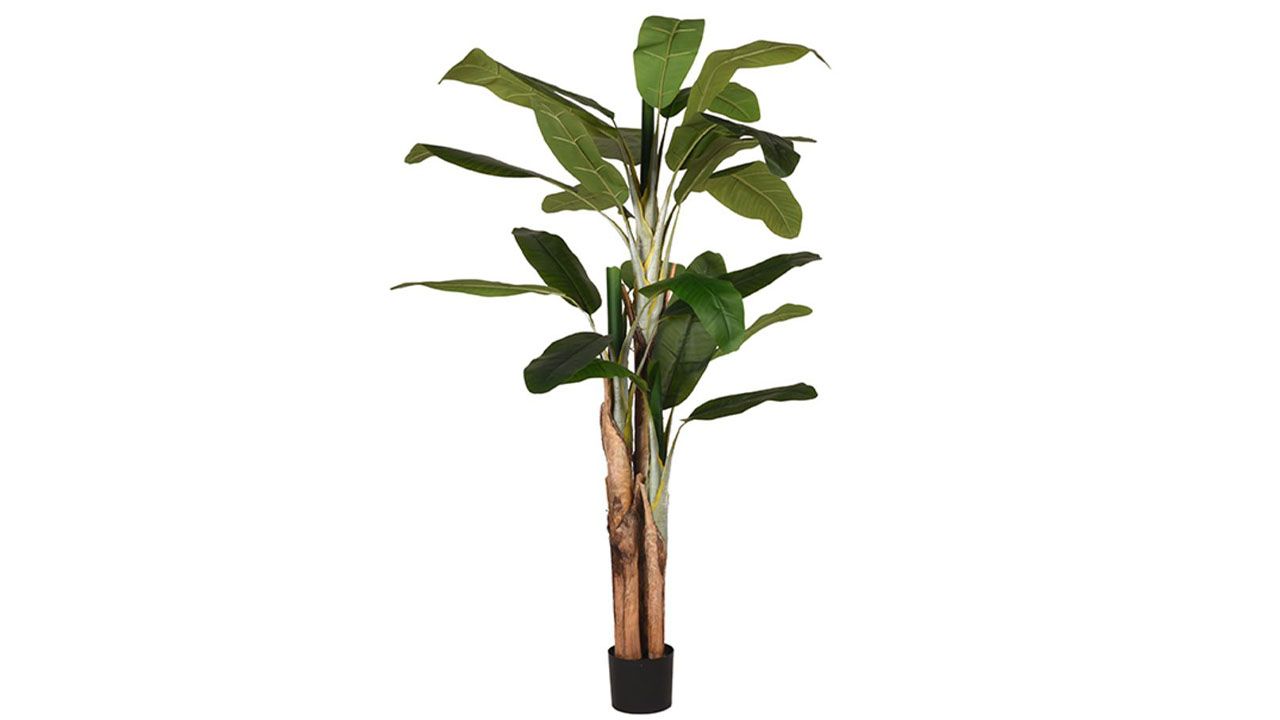 Kunstplant Musa DS-54.003B110 x D110 x H180 cm
