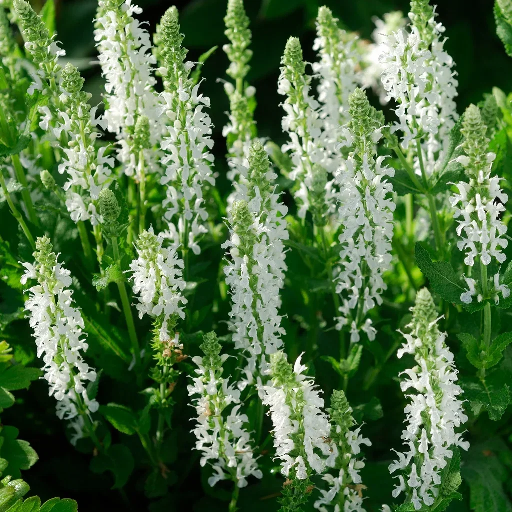 Salvia x sylvestris 'Schneehügel' Steppesalvie  'Schneehügel' Ø11 cm