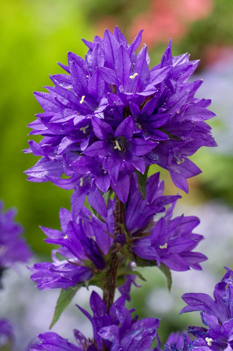 Kluwenklokje (Campanula glomerata) D 9 H 15 cm