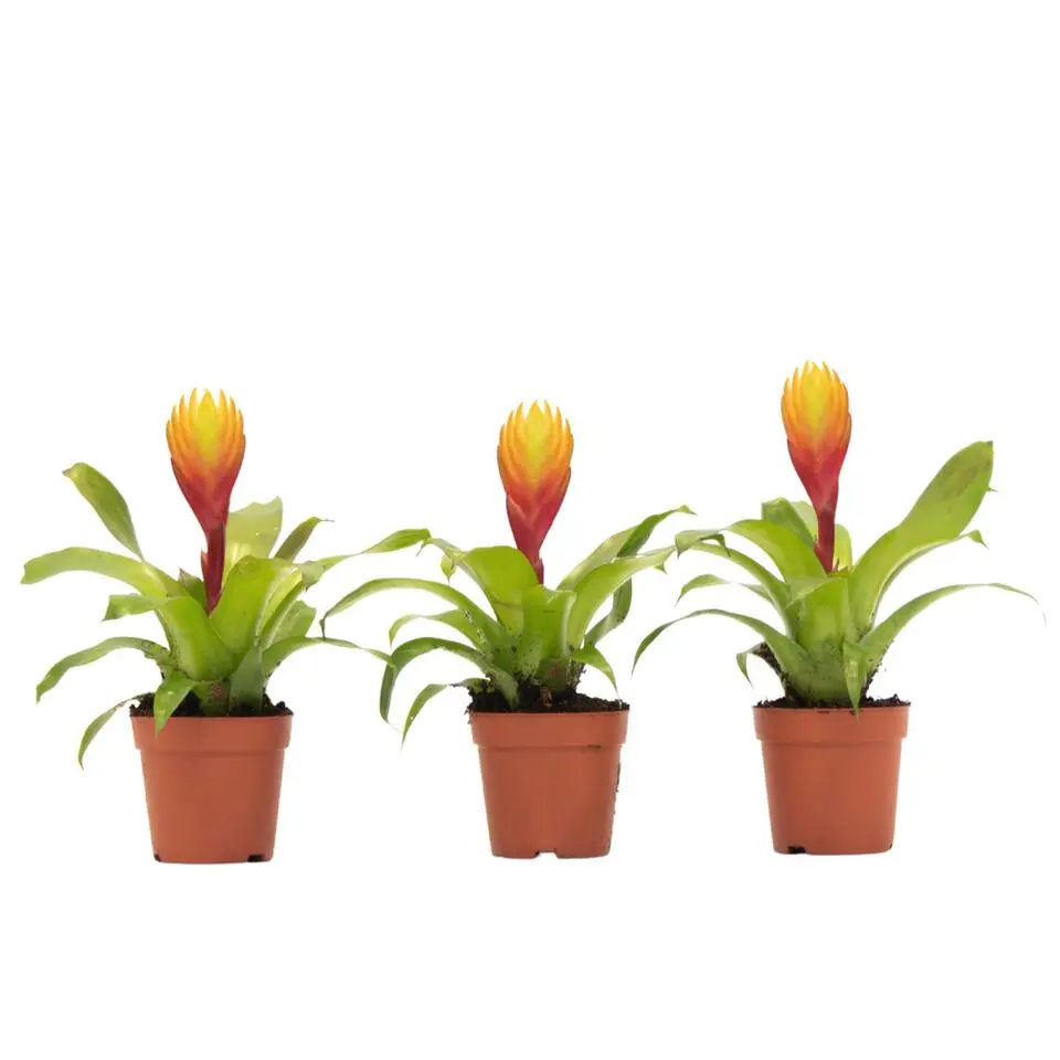Tillandsia Vriesea 'Dorado' - Set van 3 - Hoogte 15-25cm - ø7cm