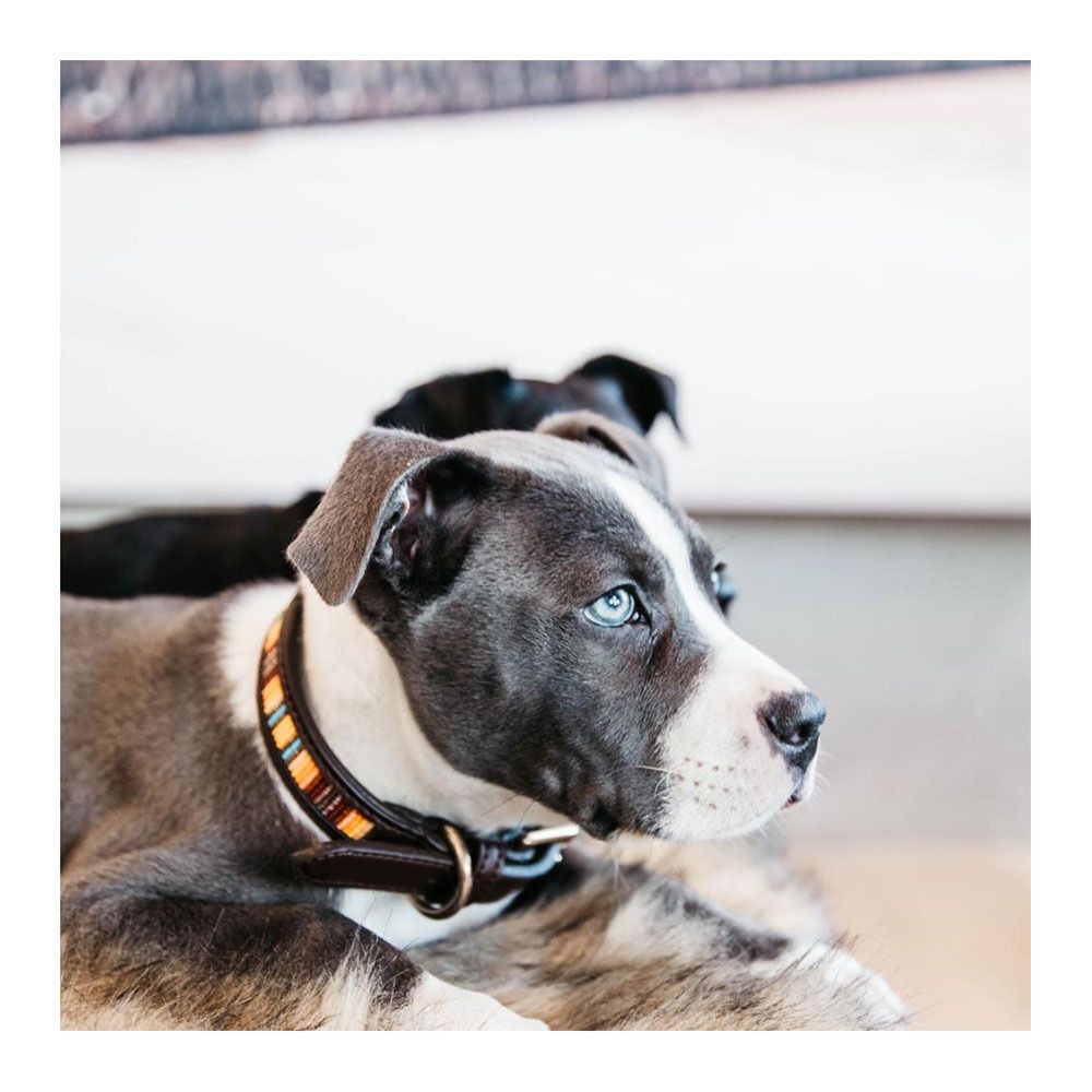 Kentucky PEARLS -  Collier pour chien orange