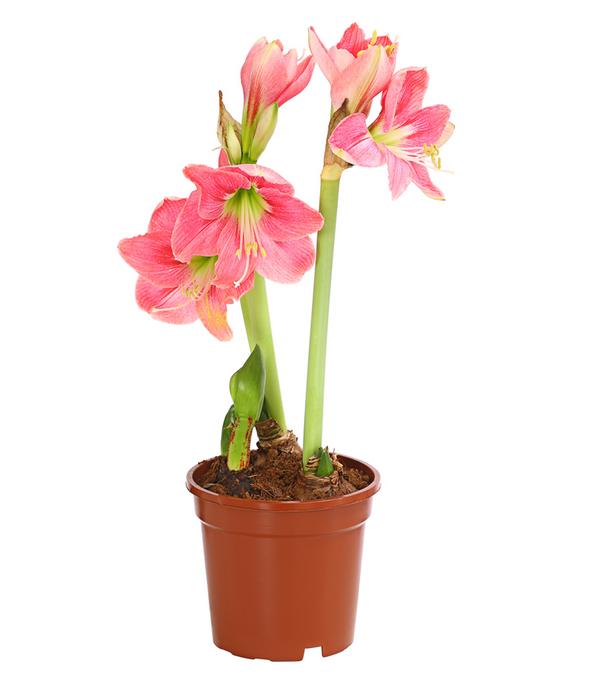 Amaryllis - Hippeastrum-Hybride, verschiedene