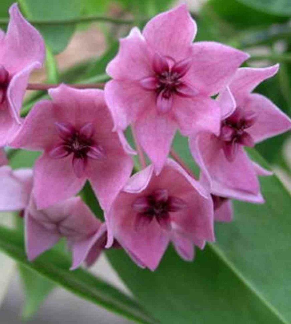 Hoya dennisii (fleur de porcelaine, fleur de cire) rose - taille pot de 2 litres - 20/40 cm