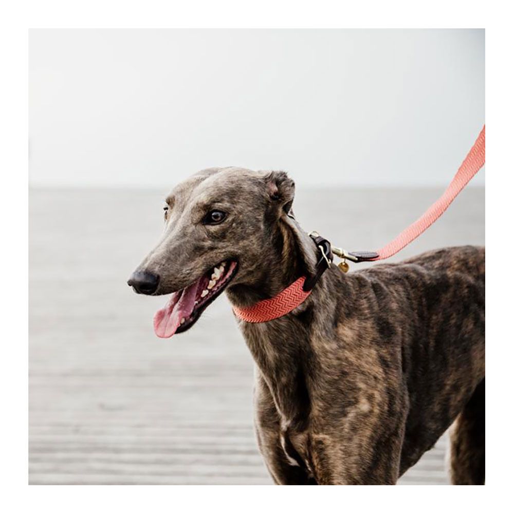 Kentucky JACQUARD - Laisse pour chien terre cuite