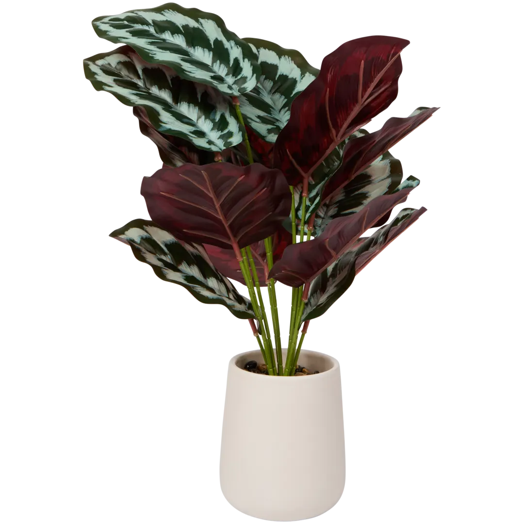 Calathea en pot Excellent Flowers