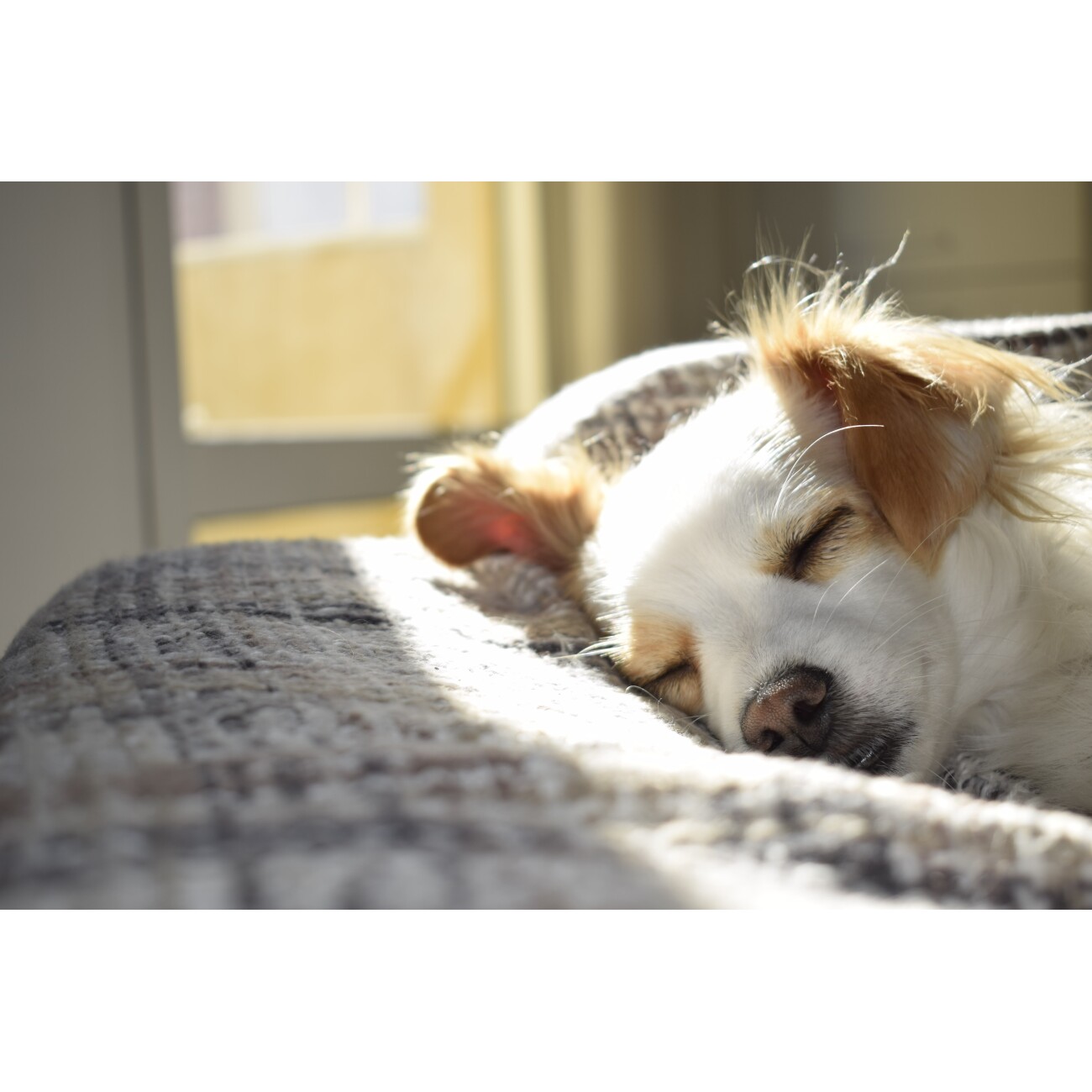 Mooiza Pet Zen Leckerli