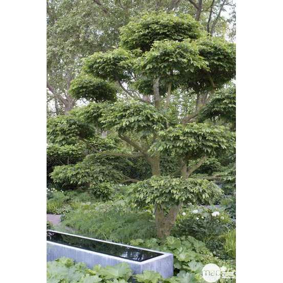 Carpinus betulus : H. 60/80 cm : ctr 4 litres