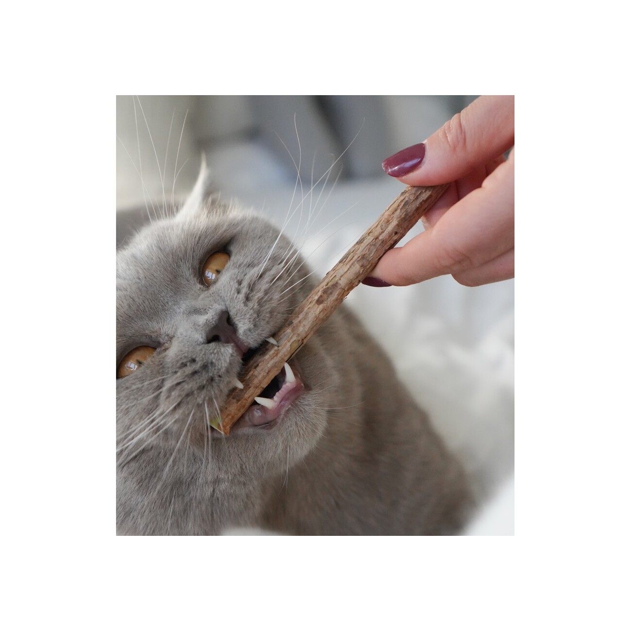LEO LÖWENKATZ 5 Matatabi Sticks. Rein natürlich von der Silberrebe (Silvervine)