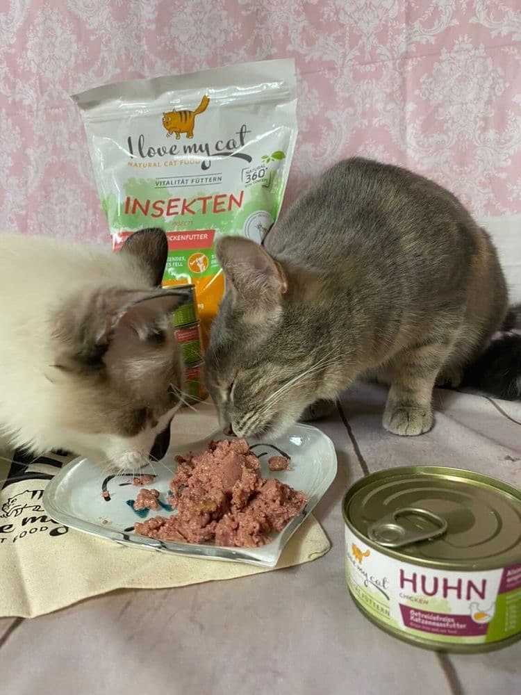 Nourriture humide pour chats au poulet - 100g