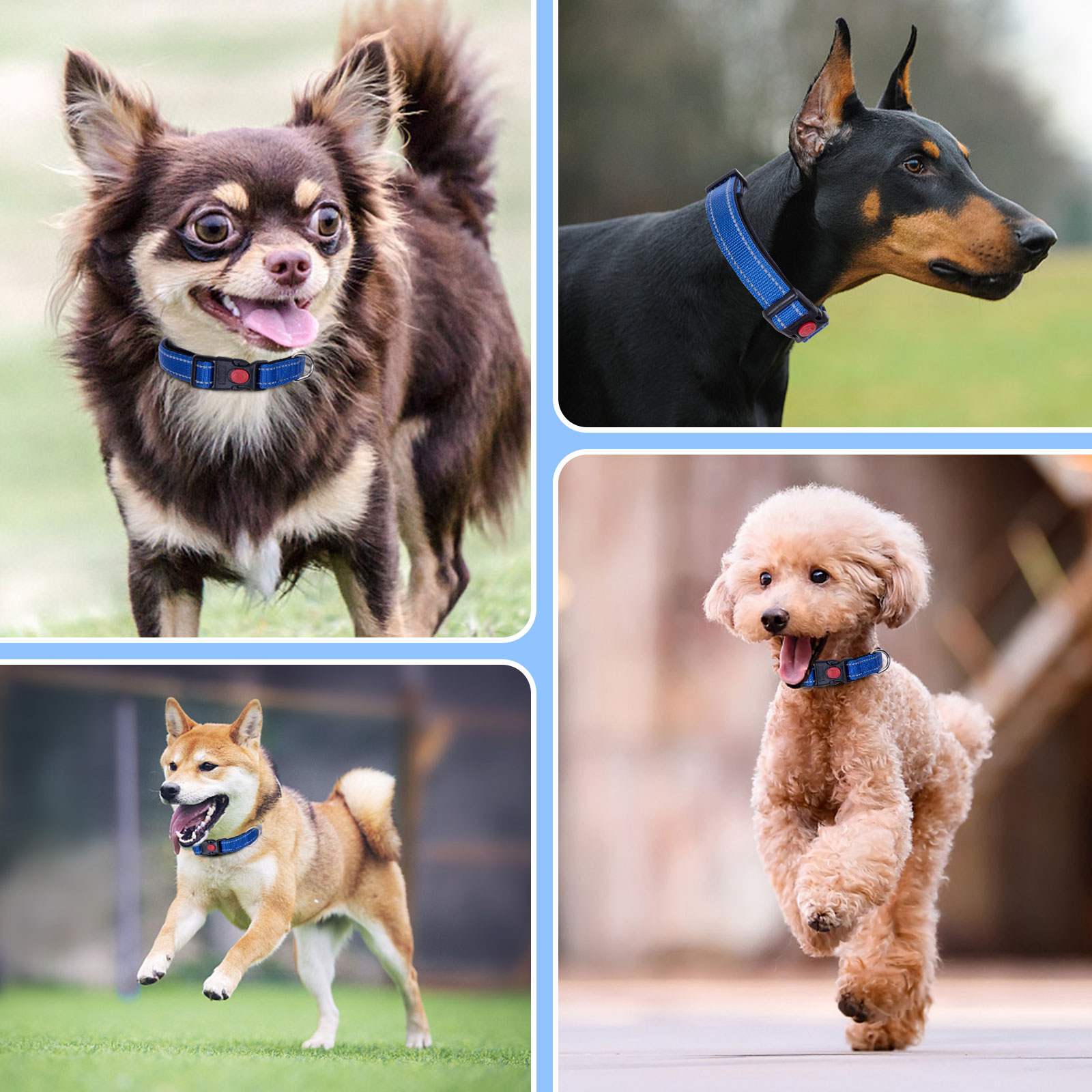 Nobleza - 2 coleiras para cães, coleira de nylon macia e acolchoada com detalhes refletivos, coleira ajustável para cães grandes com trava de segurança, coleiras para treinamento de cães (G, azul)