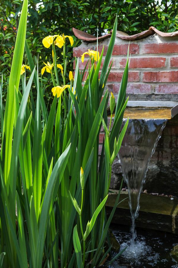 Gelbe Sumpf-Iris