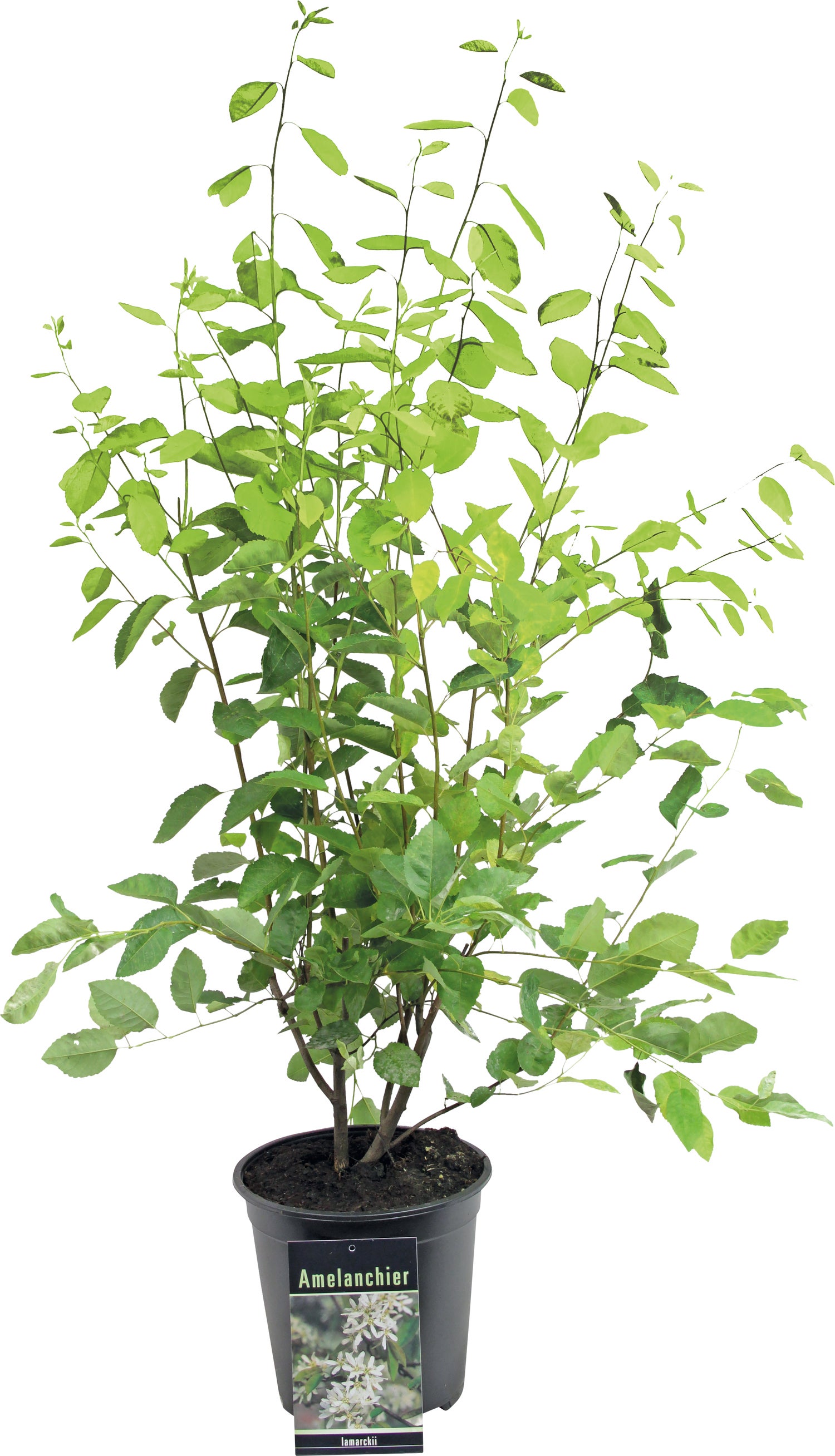 Krentenboompje (Amelanchier lamarckii) D 24 H 80 cm