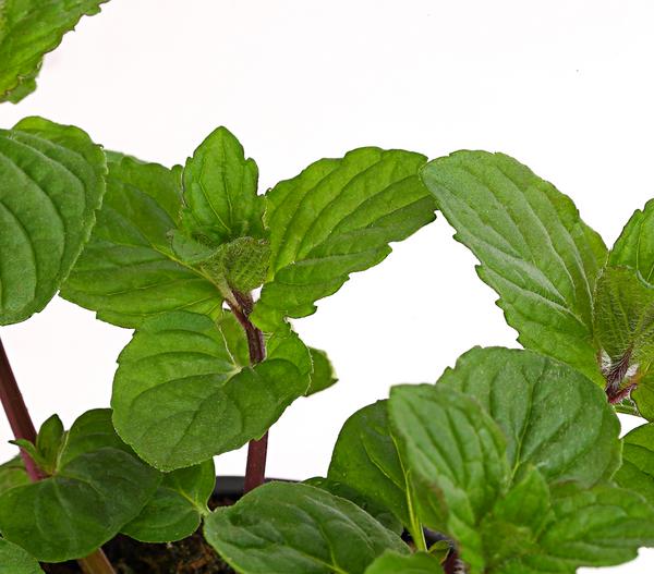 Dehner Gourmet Garten Pfefferminze