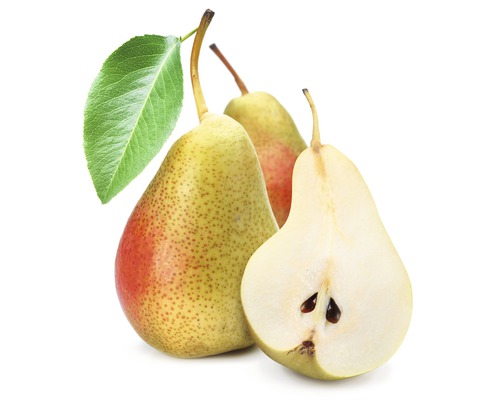 Biologische herfstpeer FloraZelforganisch Pyrus communis 'Clapps Liebling' Stamhoogte 60 cm Totale hoogte ca. 130-150 cm Co 7,5 L Struik