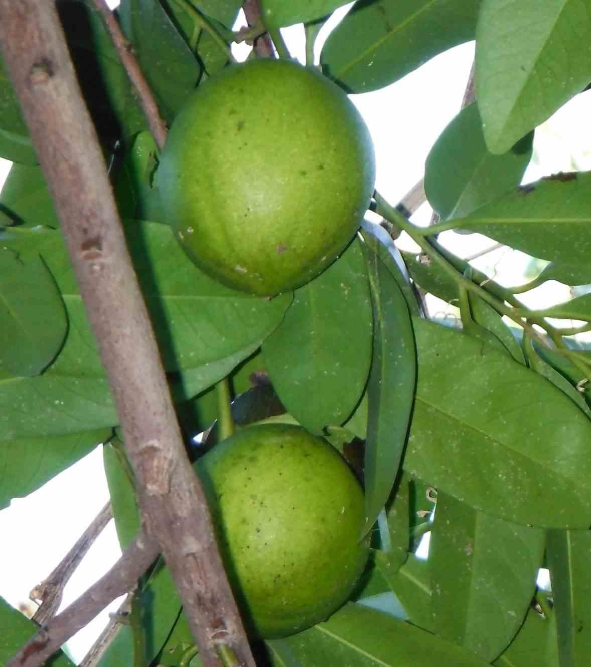 Diospyros digyna (black sapote) blanc - taille pot de 7 litres ? 80/100 cm