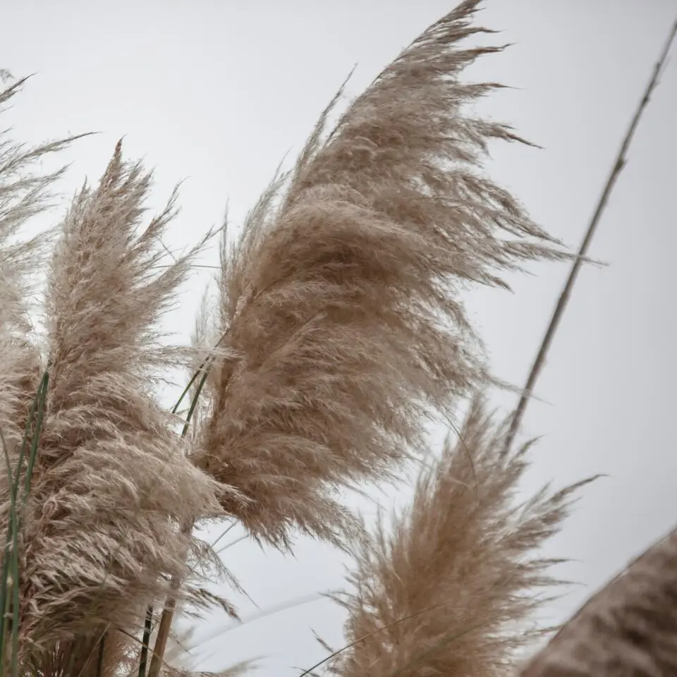 Pampasgras - Set van 6 - Cortaderia selloana - Hoogte 25-40cm - ⌀9cm