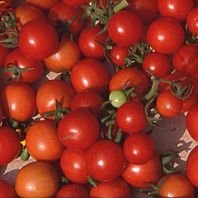 Gemüsesamen Tomaten besonders wohlschmeckend