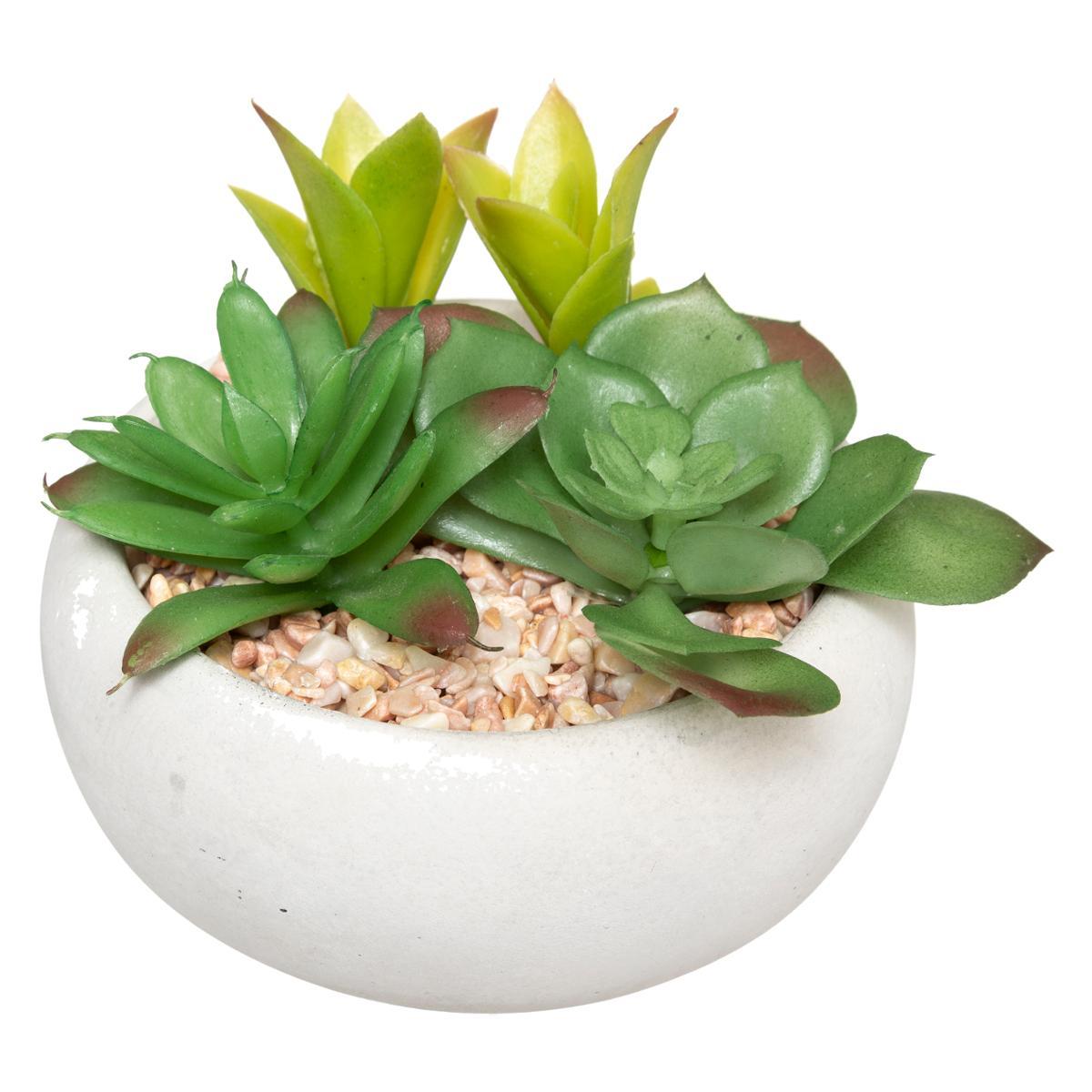 PLANTE GRASSE POT CIMENT MIKI BLANC H.10CM