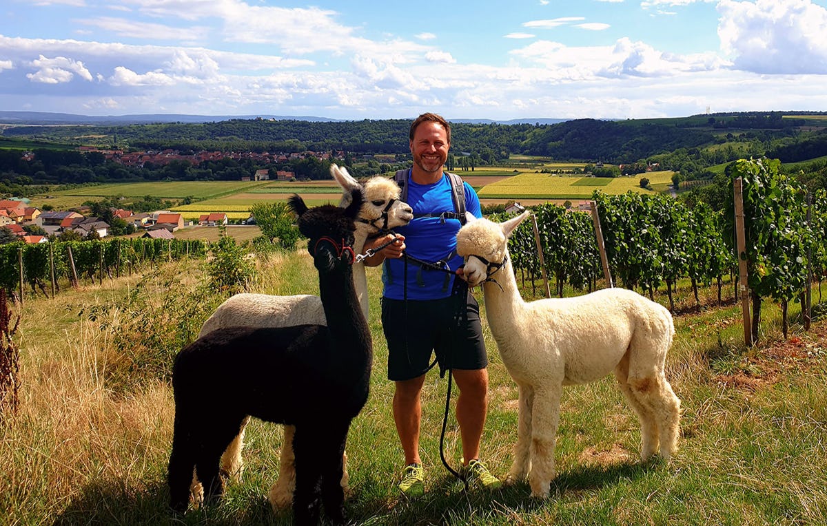 Alpaka Wanderung Dipbach