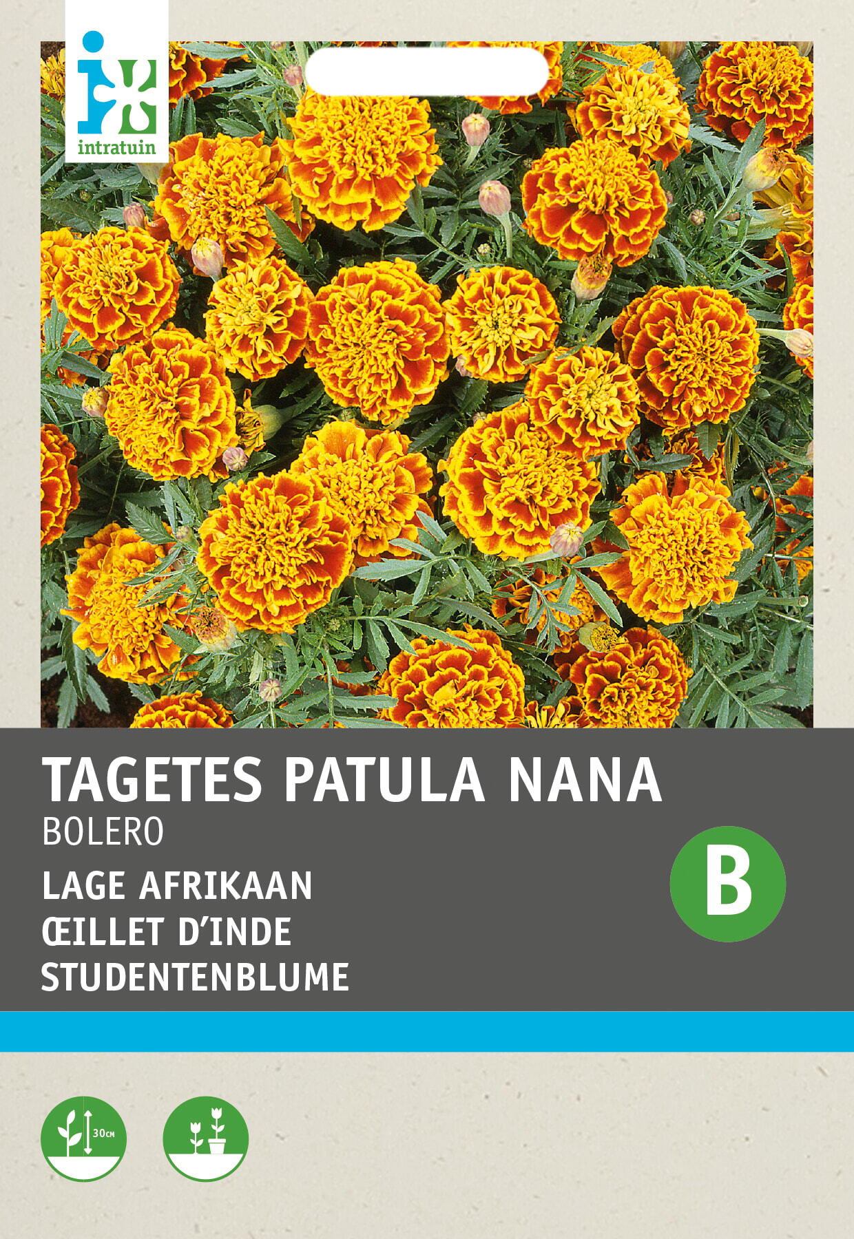 Intratuin bloemenzaad Afrikaantje (Tagetes patula 'Honeycomb')