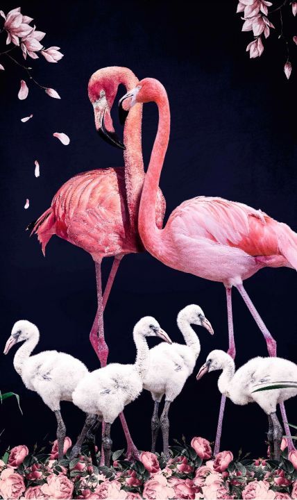 Schilderij Flamingo Family - dibond