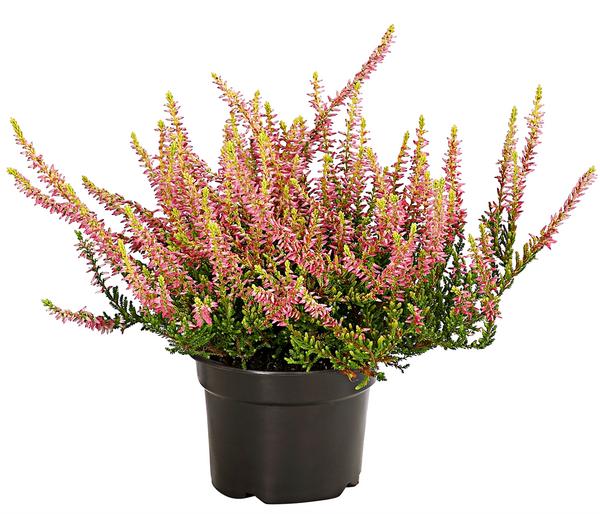 Knospenheide 'Golden Angie®'
