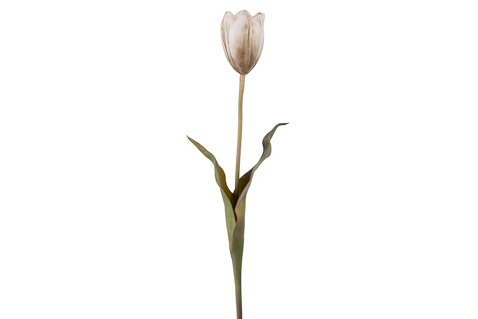 Tulipan stilkblomst Krem H58 cm