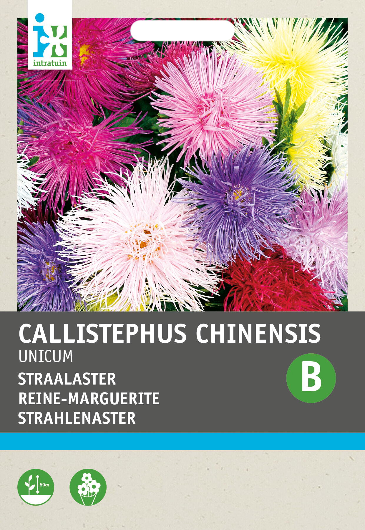 Intratuin bloemenzaad Zomeraster (Callistephus chinensis 'Unicum')