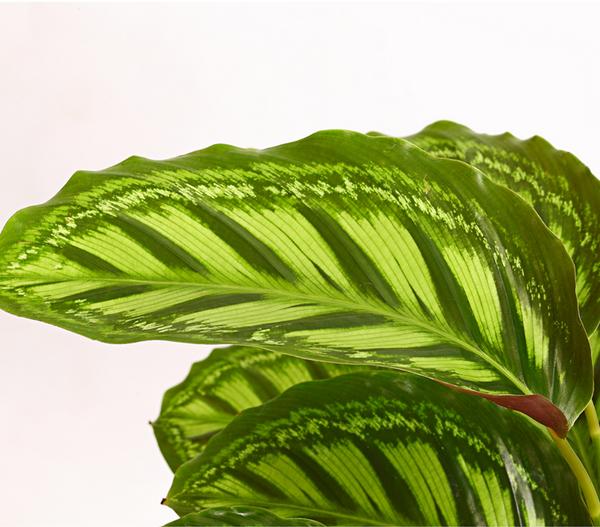 Korbmarante - Calathea roseopicta