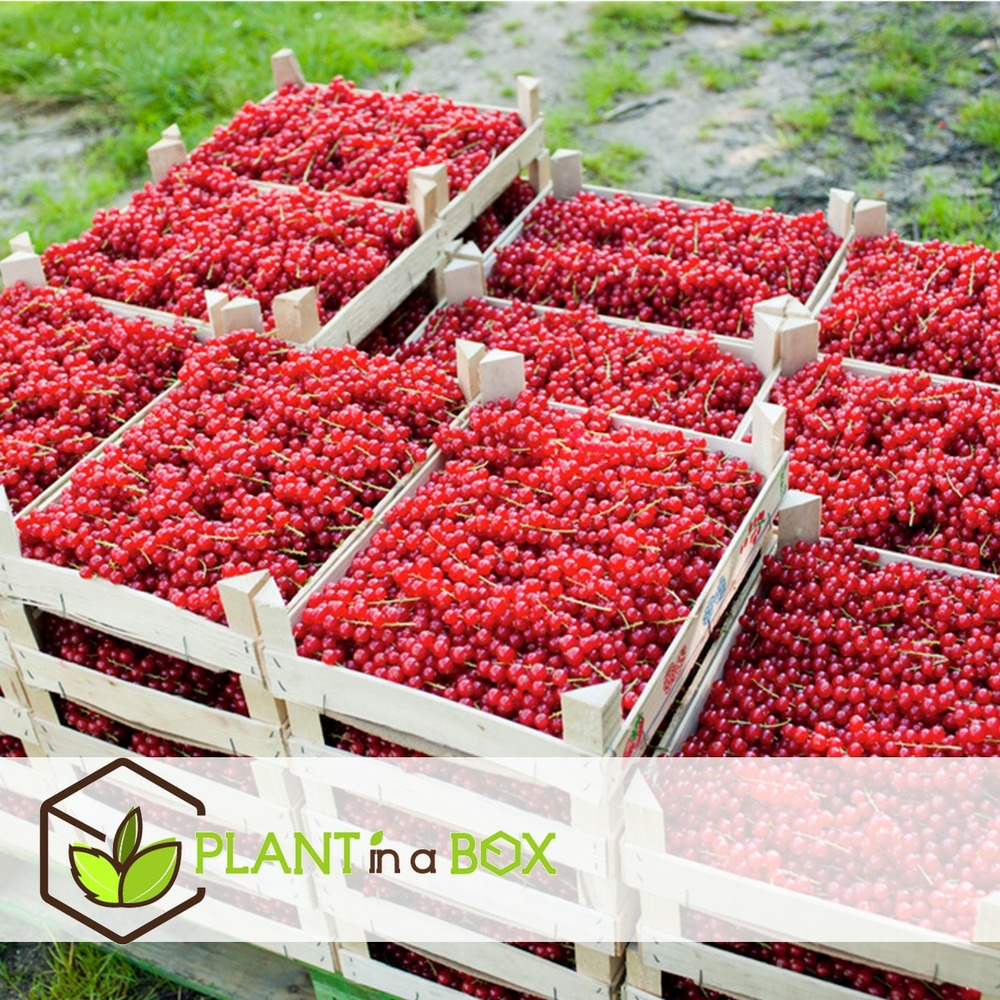 Berry mix - mélange de 8 - plantes de jardin - pot 9cm - hauteur 25-40cm
