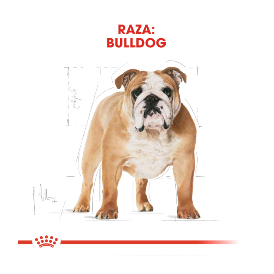 Ração Royal Canin Adult Bulldog para cães