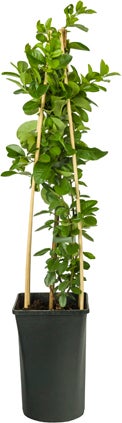 Vuurdoorn (Pyracantha 'Mohave') D 16 H 75 cm