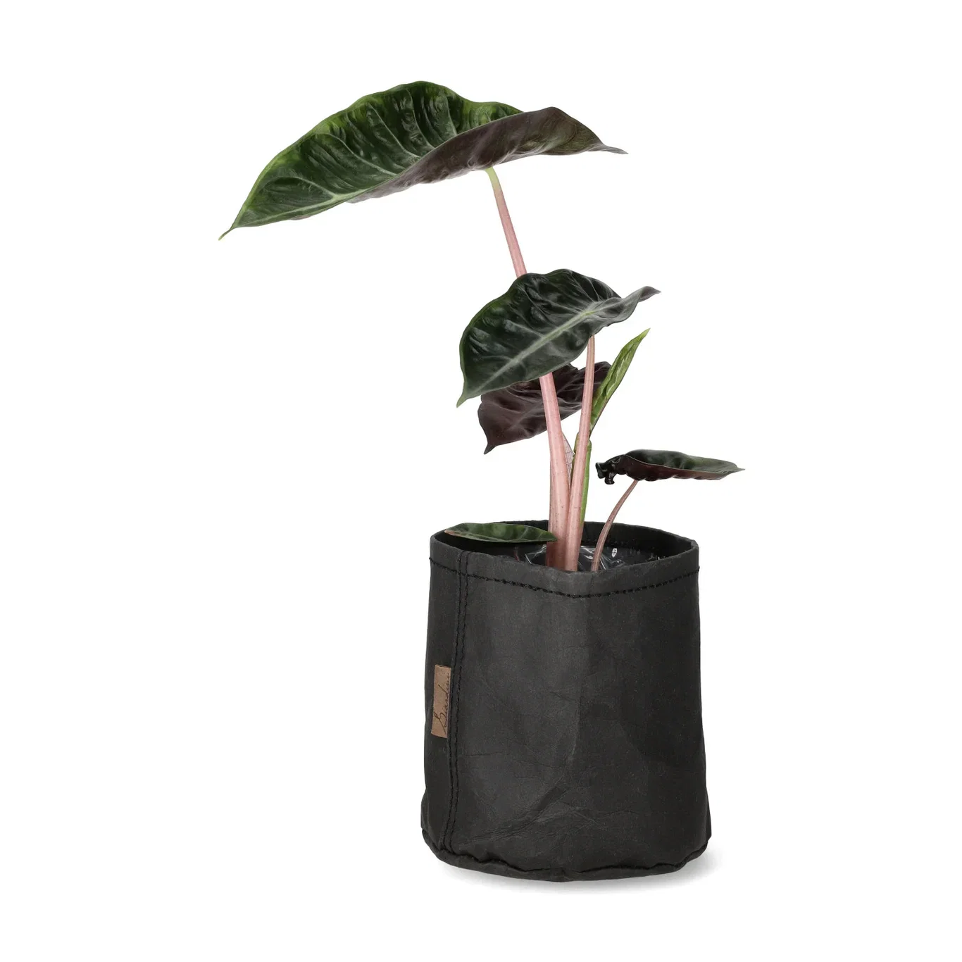 Potte Gael Ø13 cm