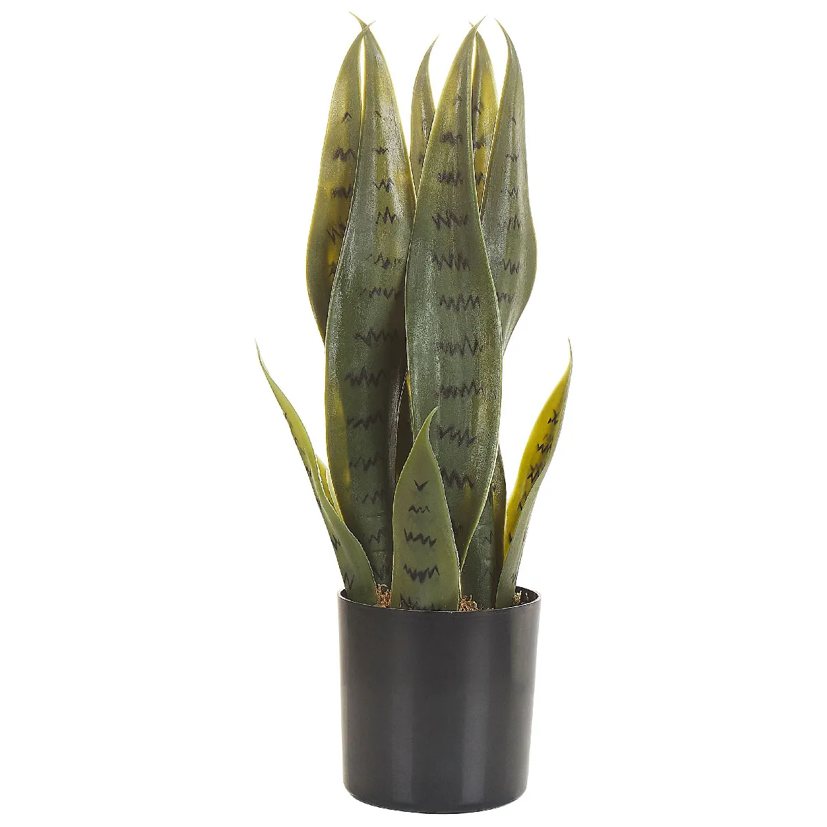 BELIANI SNAKE PLANT 40 cm Vert