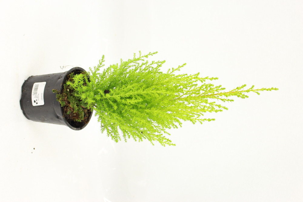 Plant de goldcrest pot 10,5 cm
