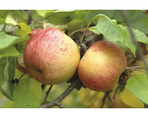 Biologische Winter Appel FloraZelf Biologische Malus domestica 'Topaz'® Stamhoogte ca. 60 cm Totale hoogte 130-150 cm Co 7,5 L Struik