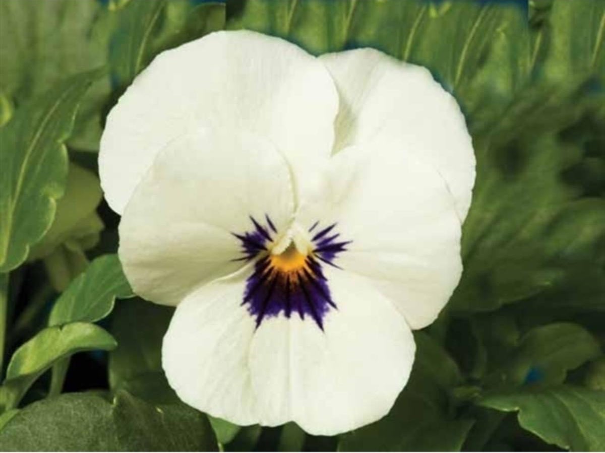 Hoornviool (Viola cornuta) sixpack wit met oog D 9 H 10 cm