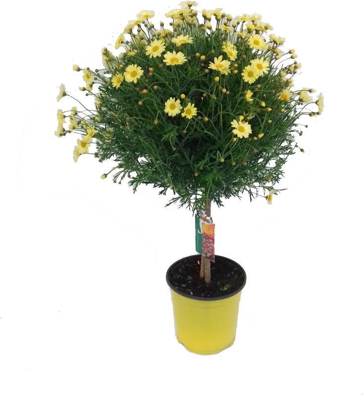 Struikmargriet op stam (Argyranthemum frutescens) geel D 14 H 40 cm
