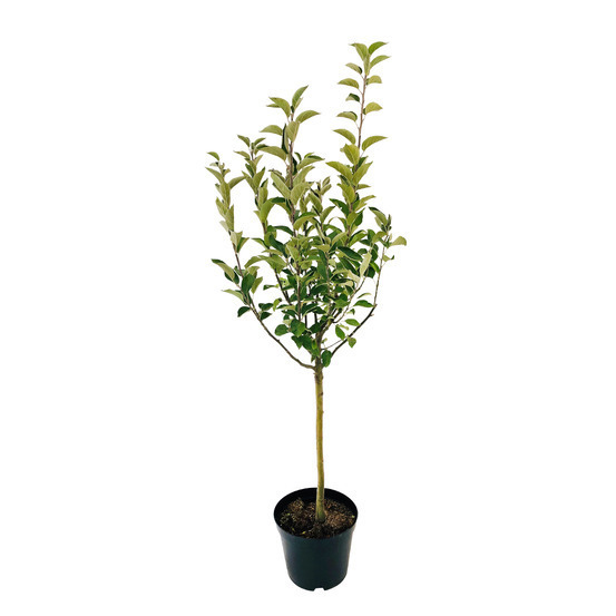 Pommier Ariane : gobelet 3 ans d'âge