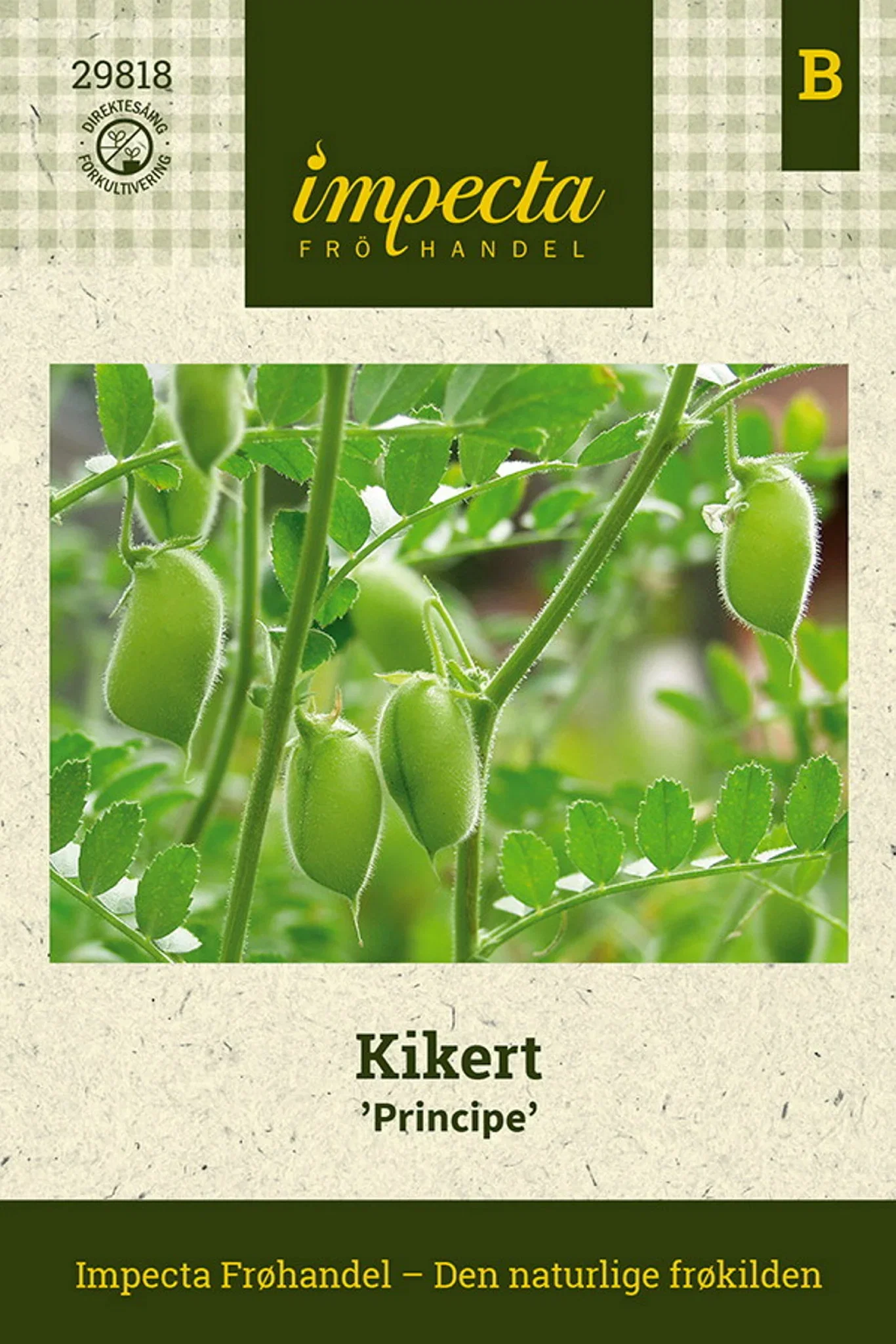 Cicer arietinum 'Principe' Kikert 'Principe'