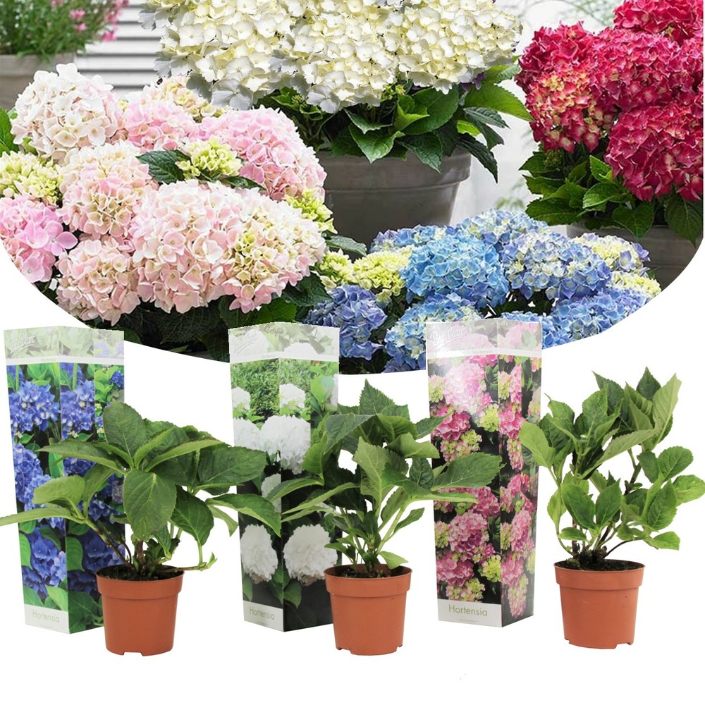 Hydrangea macrophylla - mélange de 3 - hortensia - pot 9cm - hauteur 25-40cm