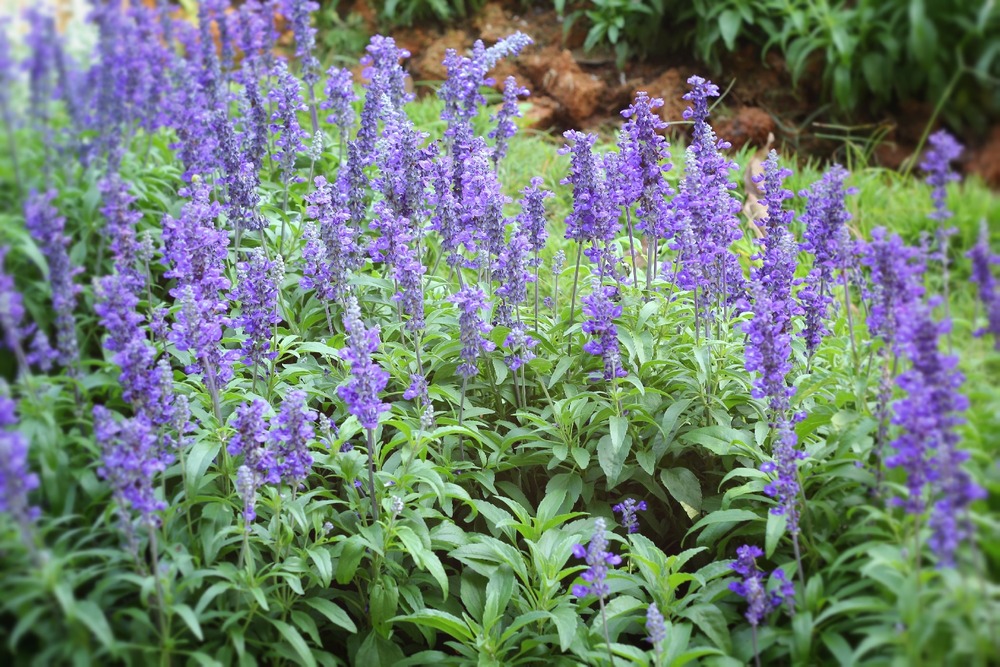 Kit cadeau - bio - sauge - 60 graines - salvia officinalis