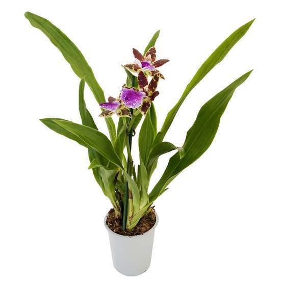 Orchidée Zygopetalum 1 tige - pot D.12 cm