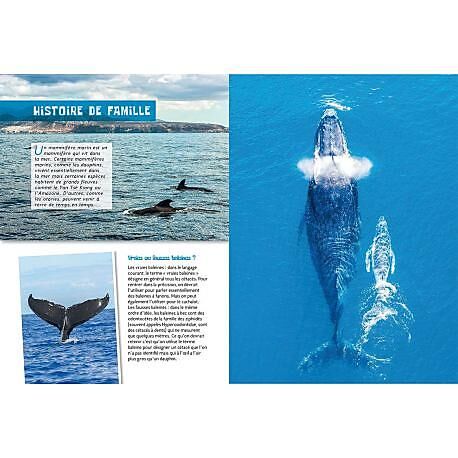 CARTOTHEQUE - LES GRANDS MAMMIFERES MARINS