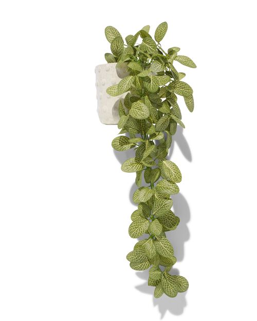 plante artificielle fittonia