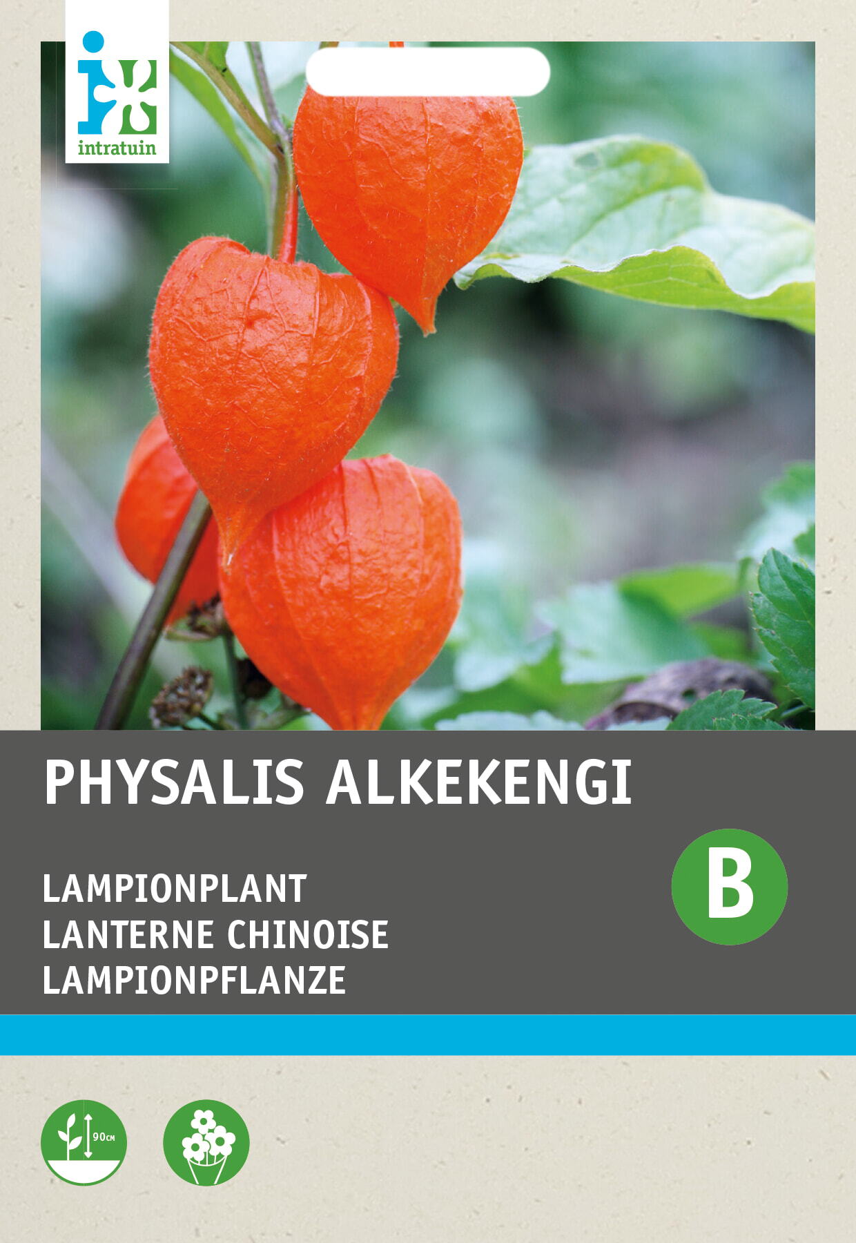Intratuin bloemenzaad Lampionplant (Physalis alkekengi)