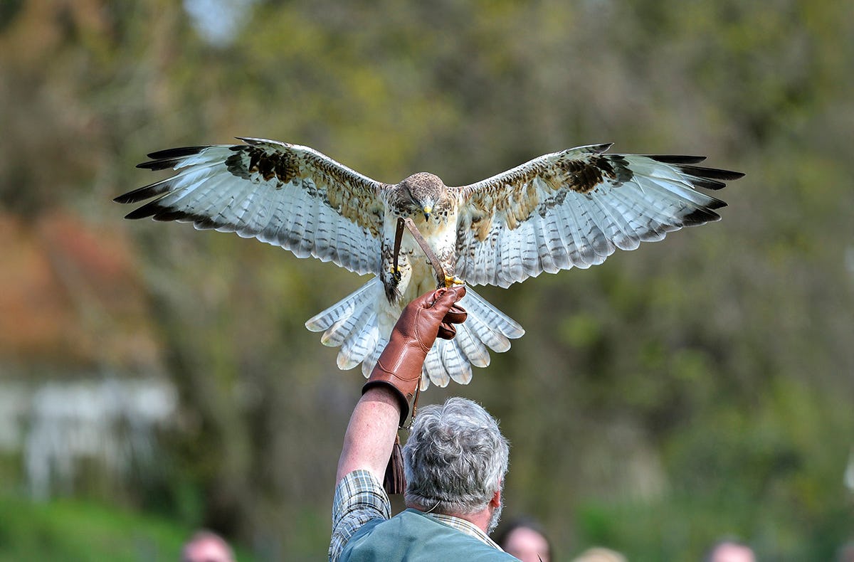 Falkner für einen Tag Weißkopfseeadler