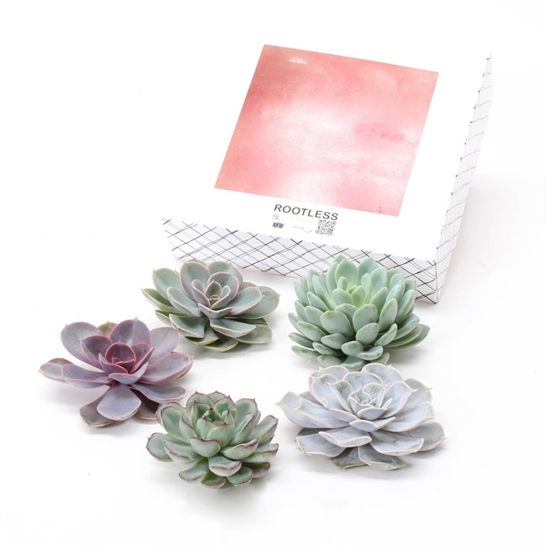 Echeveria diy mix 5 - cinq plantes succulentes à des fins décoratives - 7 cm