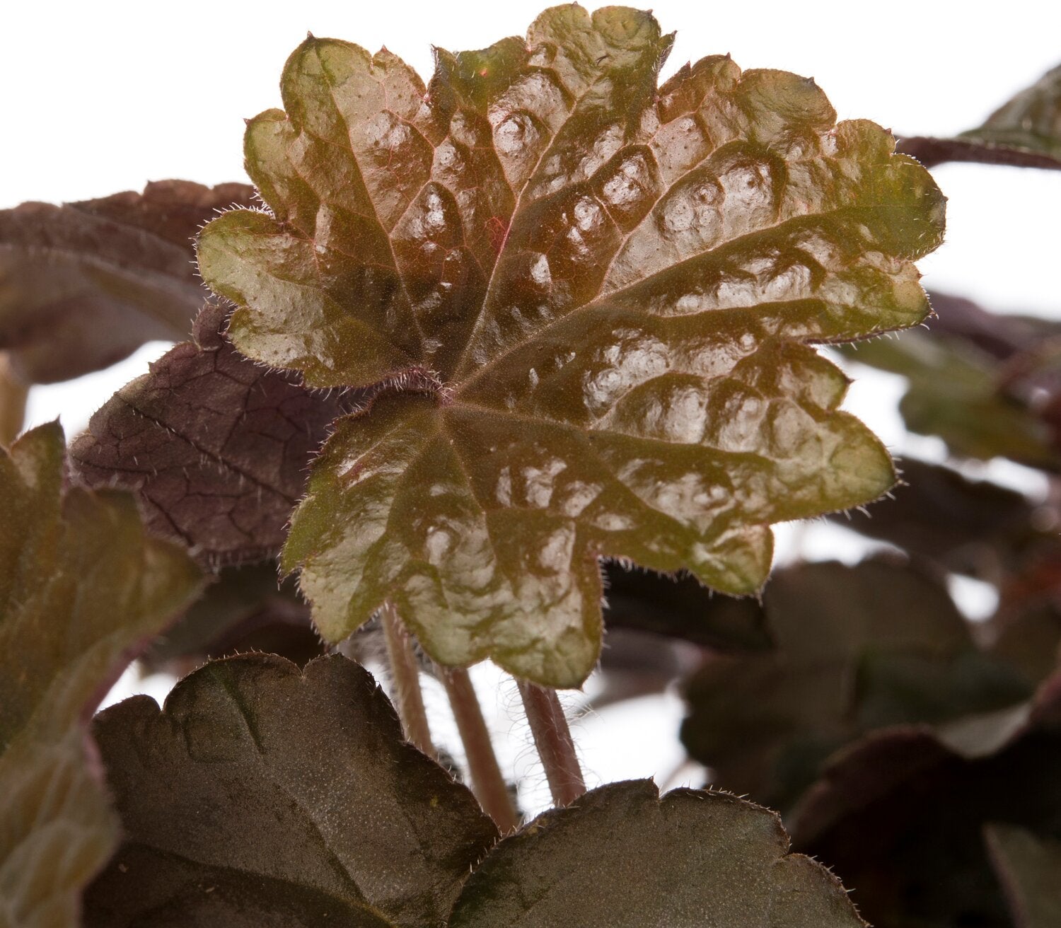 Purperklokje (Heuchera micrantha 'Palace Purple') sixpack D 9 H 15 cm